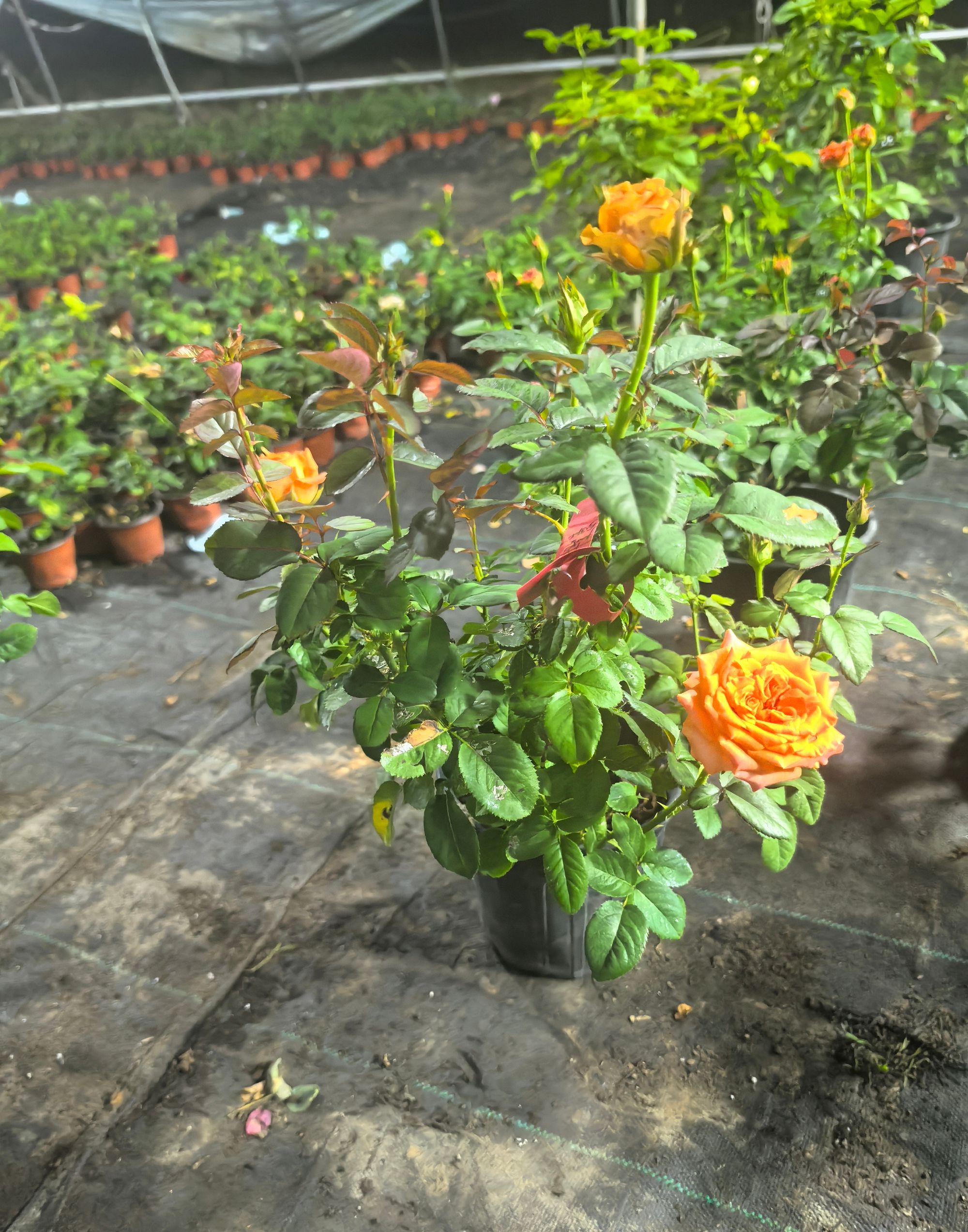 【花友坊】根接橙意月季绿植大花浓香庭院阳台盆栽四季开花灌木