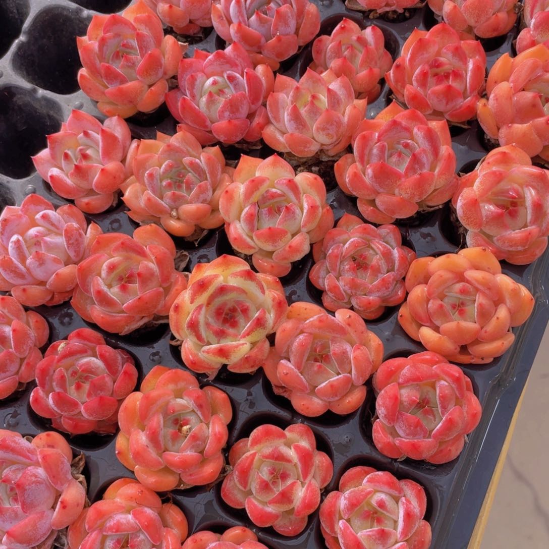 736号 元气桃桃单头7个