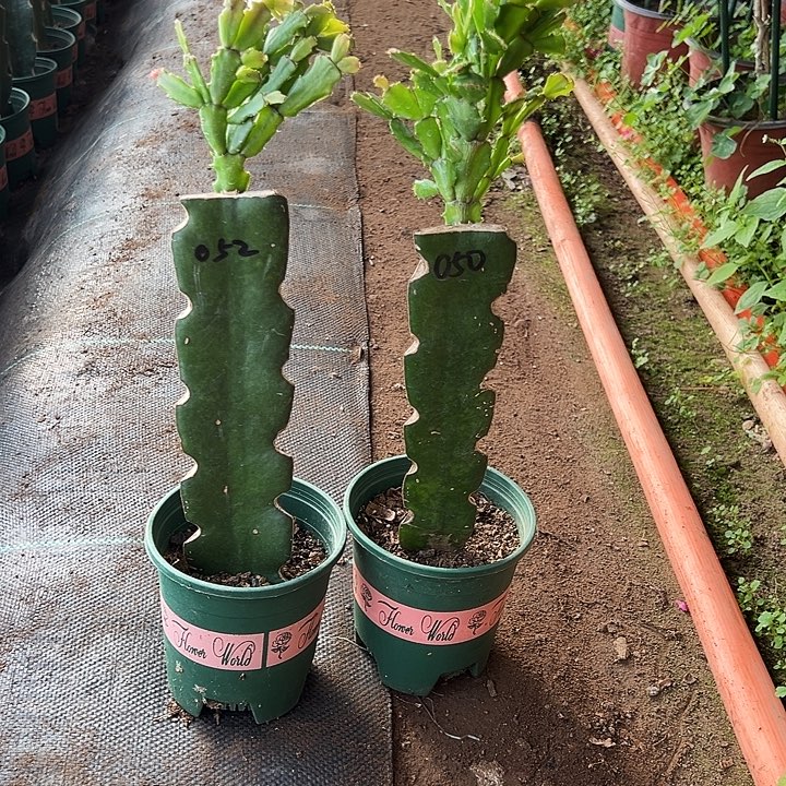 缤***城野三角嫁接两颗050和052