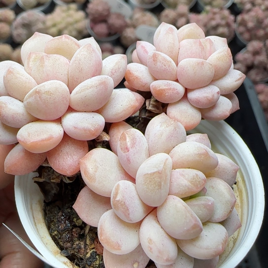 花语逸境0222-509