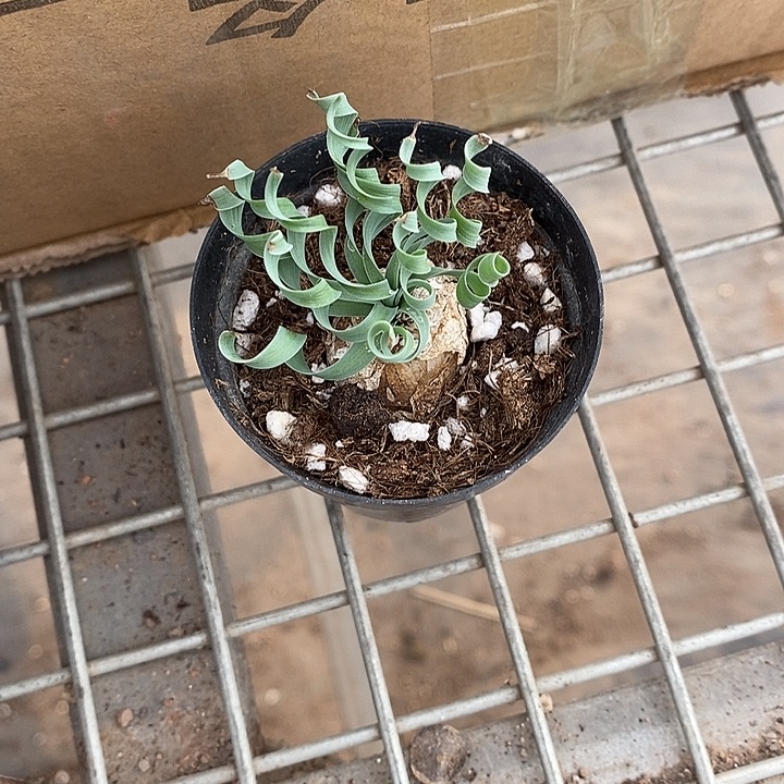 山***深漂亮仙人球一物一拍