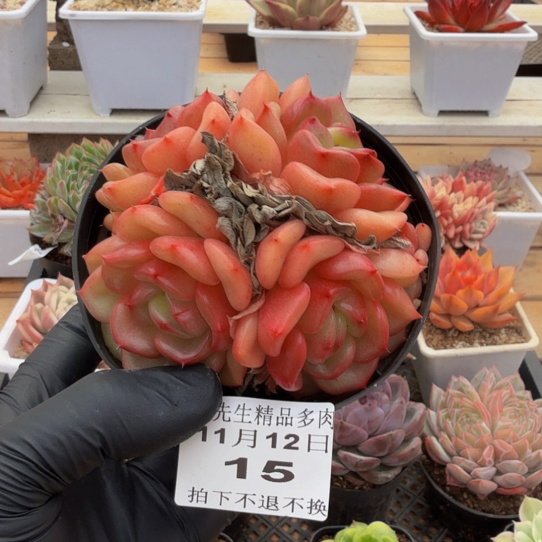 1112-15安可群生a