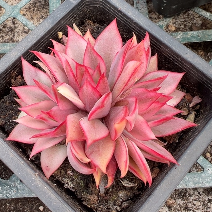 宝莲灯红锦一物一拍锦龙