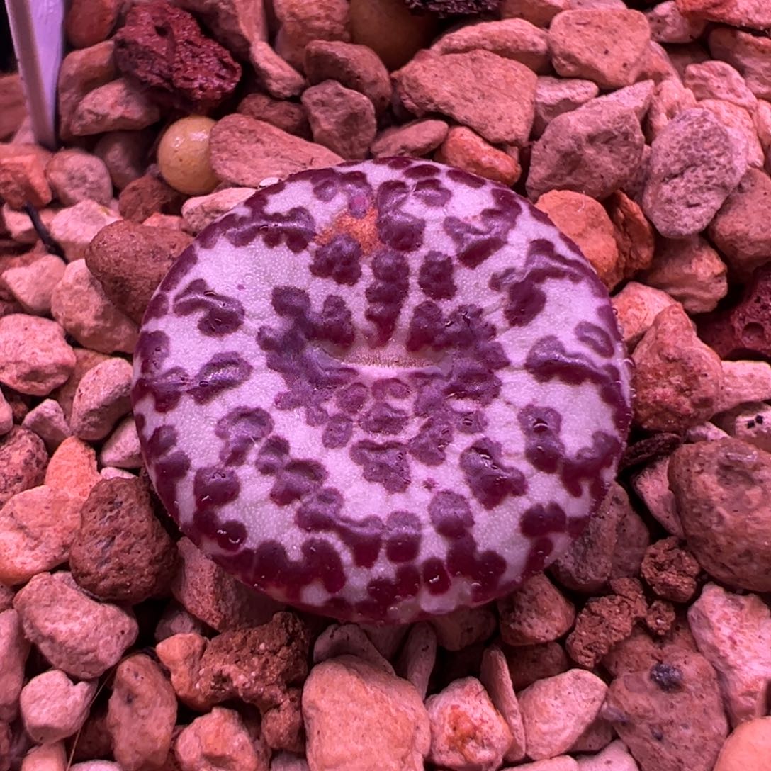 346。青蛙优选红纹603奶牛安贞