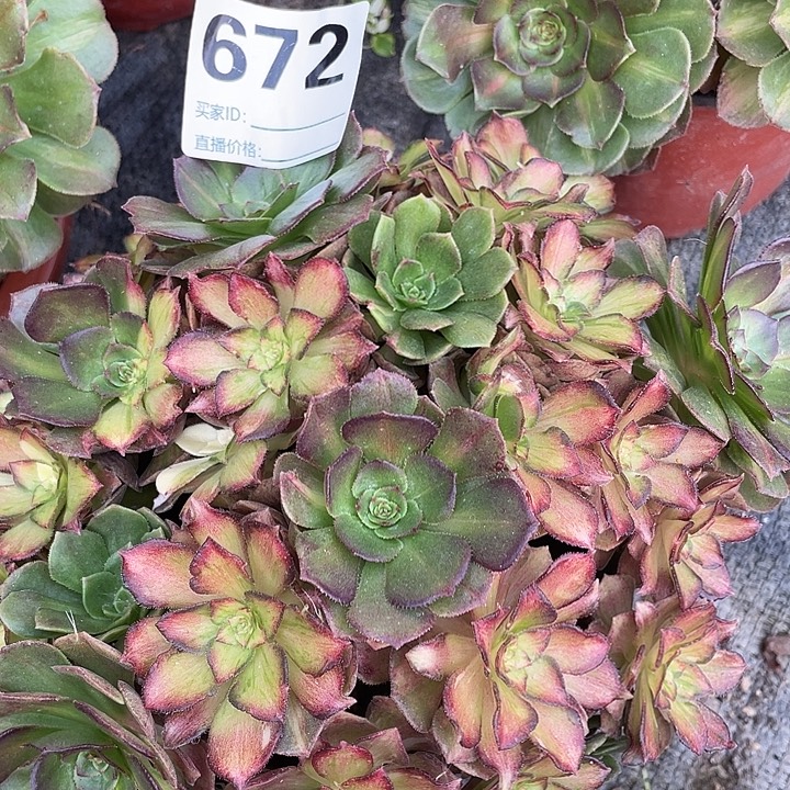 欲***酒672海王七彩法师3-2