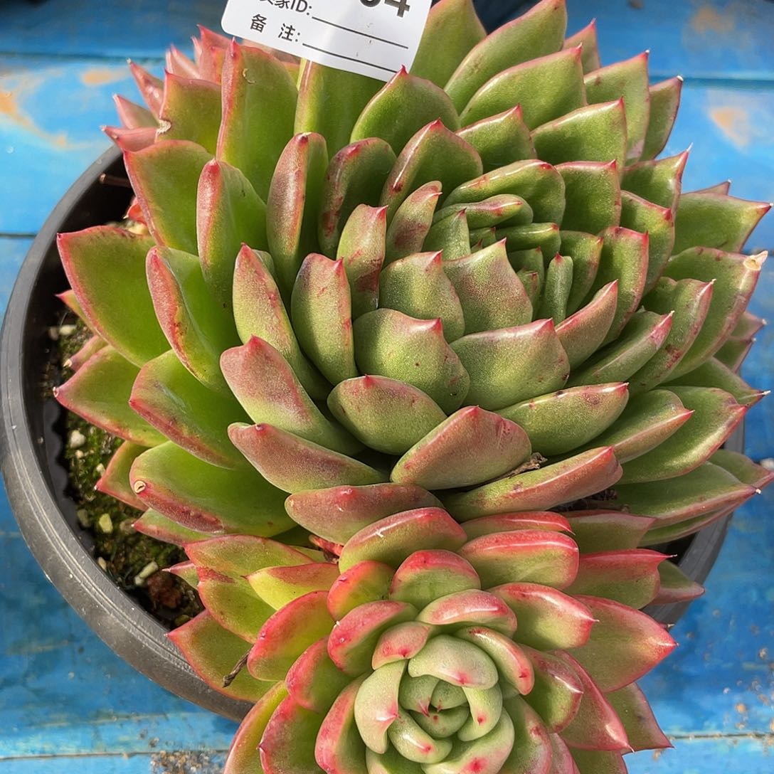 若如东云单拍C834