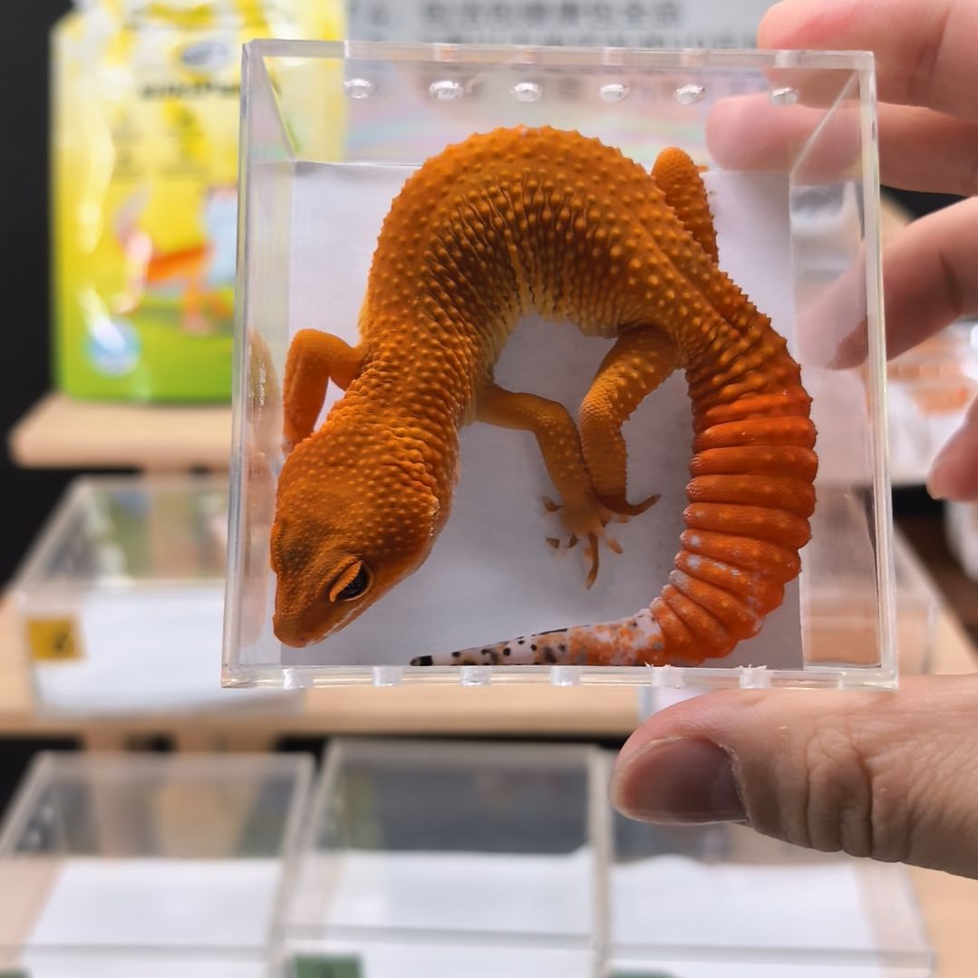 豹纹守宫蜜橘小亚成母8.28出壳体重32克