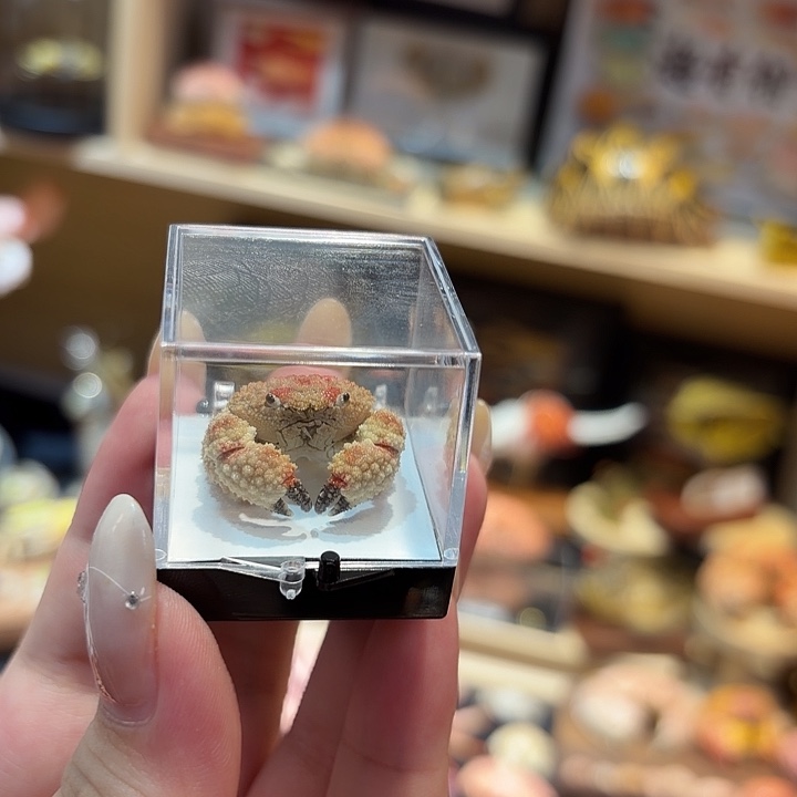 真实迷你绒蟹标本