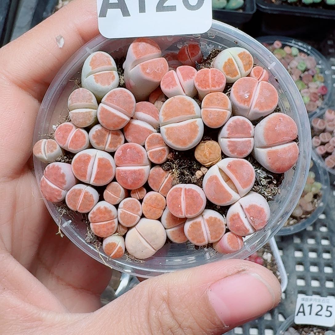 126多肉植物多肉植物