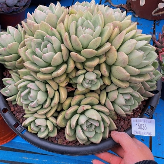 哈****哈奶油鳄梨15036多肉