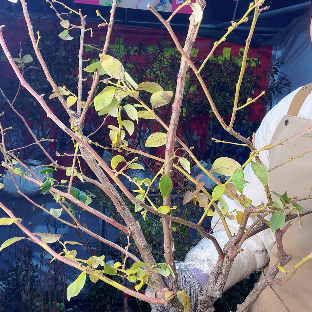 完全开放大果纯甜可口蓝莓