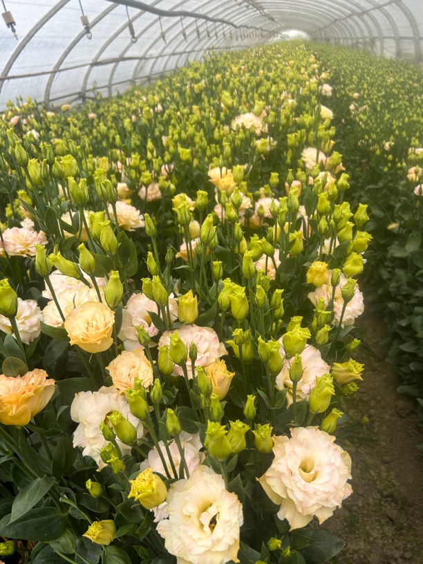 云岭香槟色洋桔梗基地种植现采现发