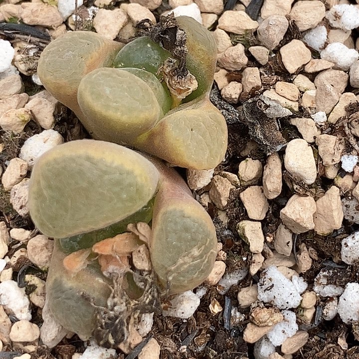 20619一筐风铃母本       