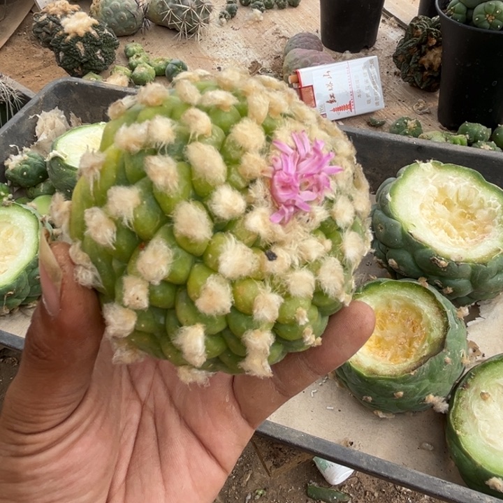 草球落地仙人球锦