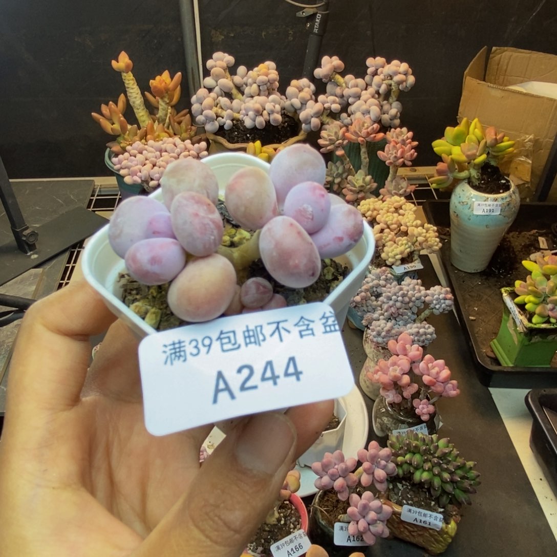 244糖豆奶多肉4c m