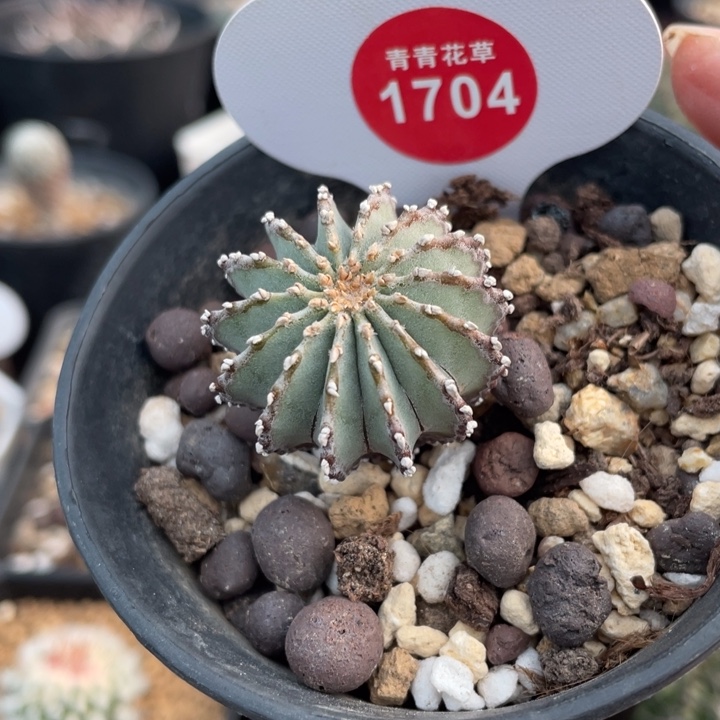 实生薄叶花笼170400000