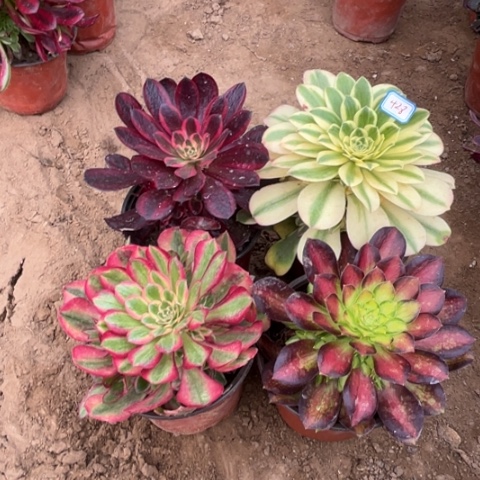 428多肉植物组合