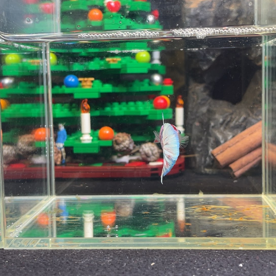 斗鱼十二月二十四日竞价