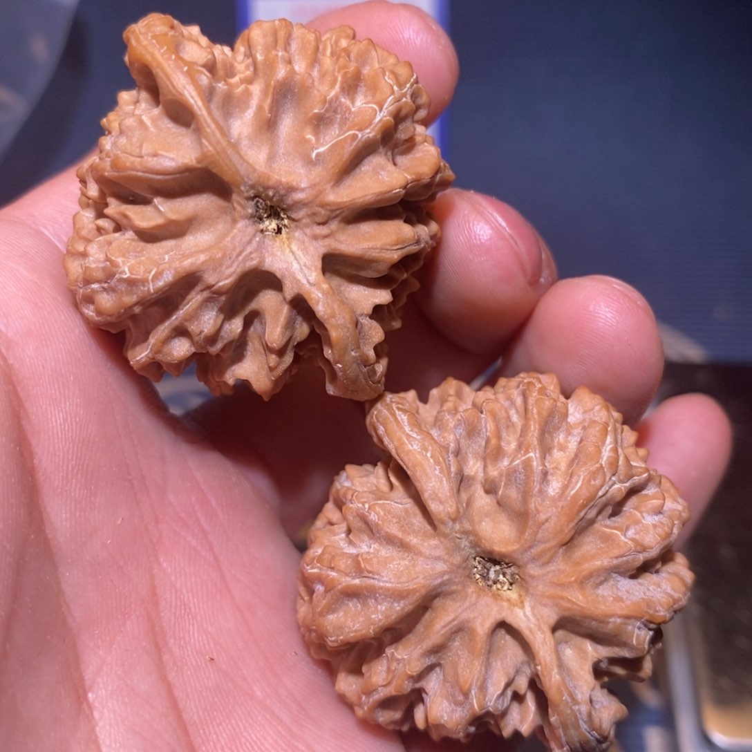 41尺 全品无修白茬 精配苹果园