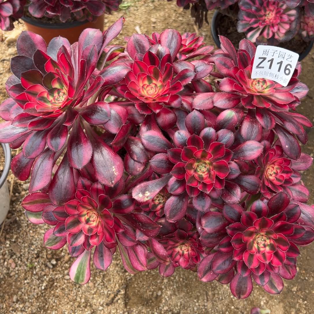 116香奈尔尺寸25左右