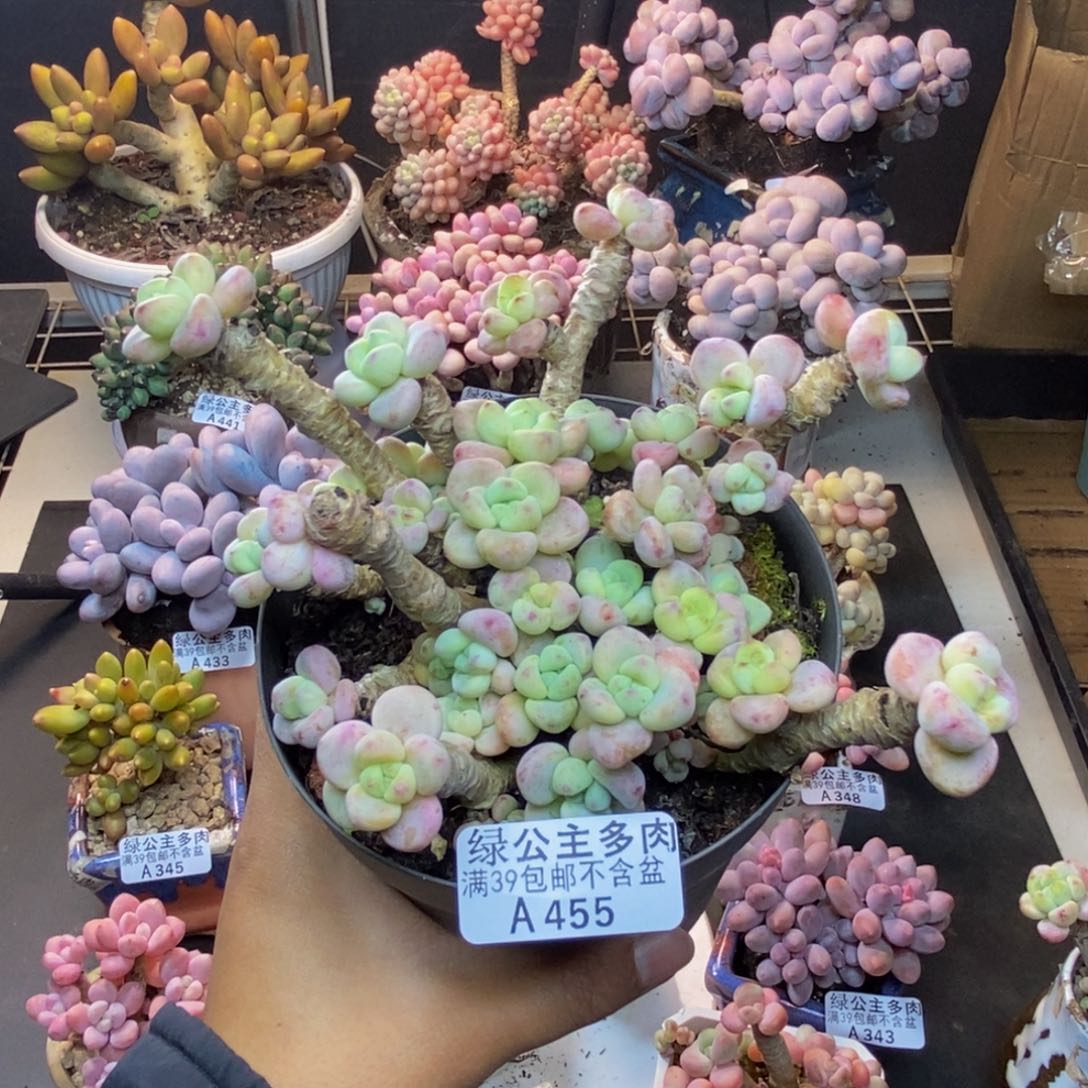 455樱花罗琦多肉有砍