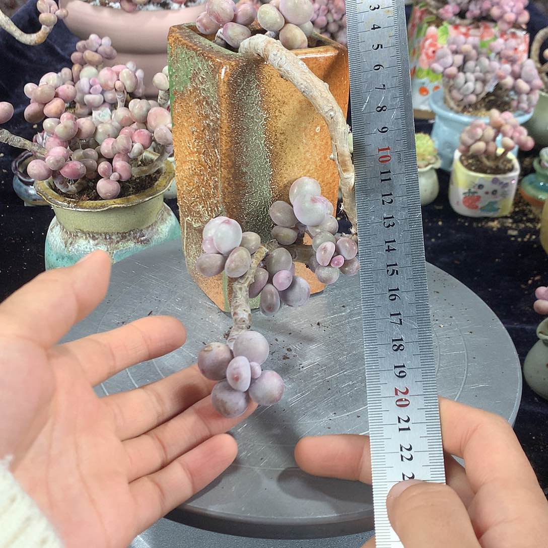 37号不带盆偏远的不包邮的