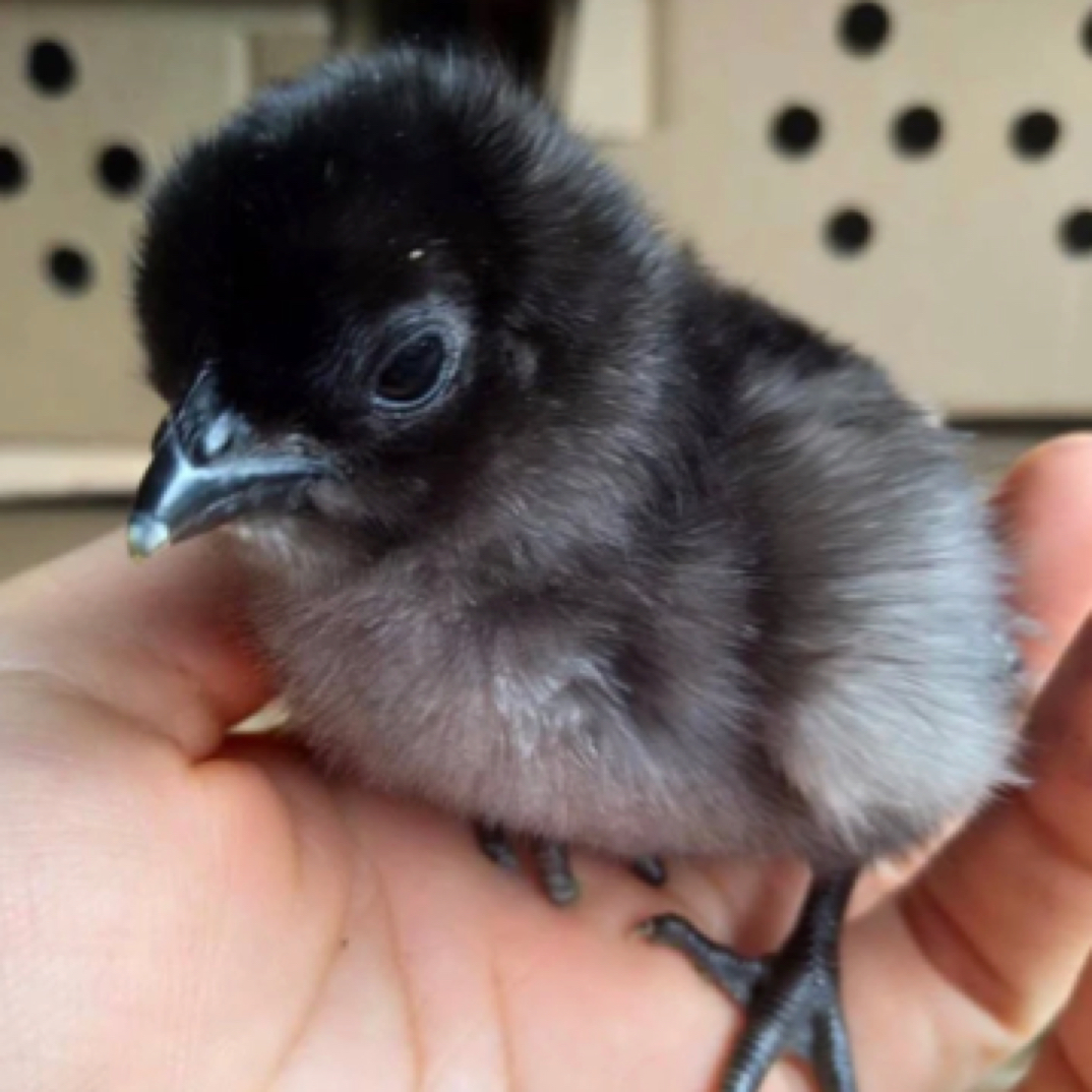 柳宠物鸡五黑鸡鸡仔50个送10个路损