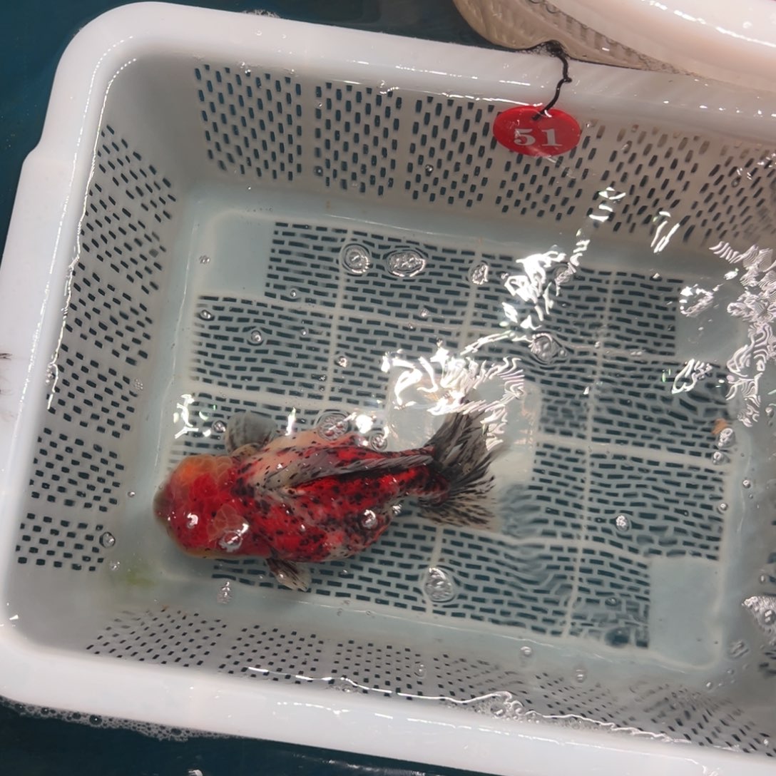 土***.海水鱼你好意思的不给