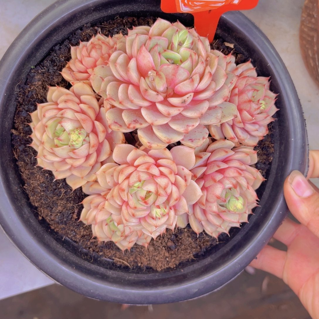 笨吧056多肉植物