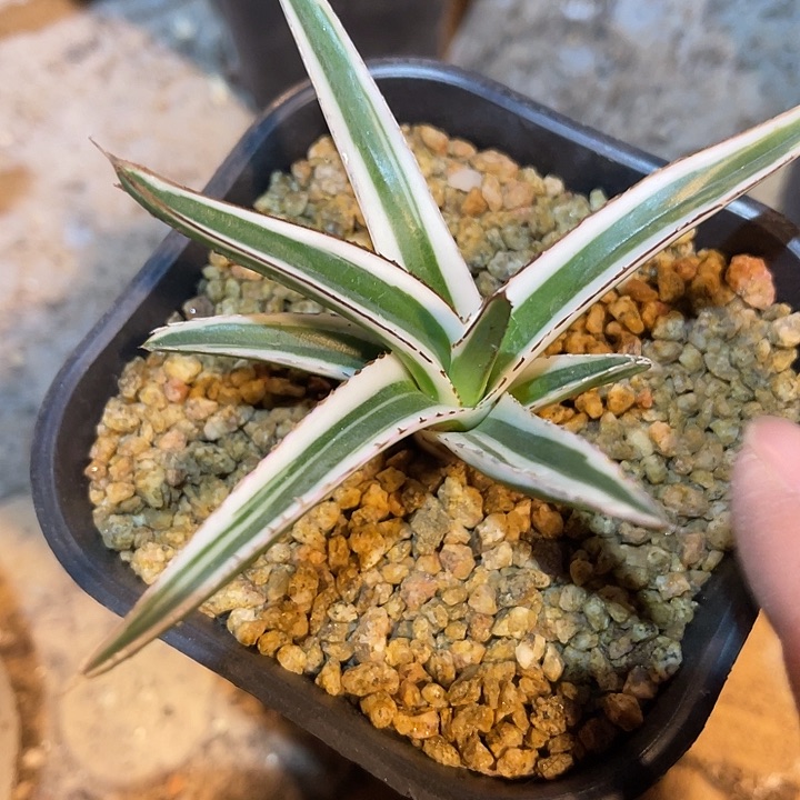 满38包邮2天凑单，脱土晾根发货多肉植物冰山