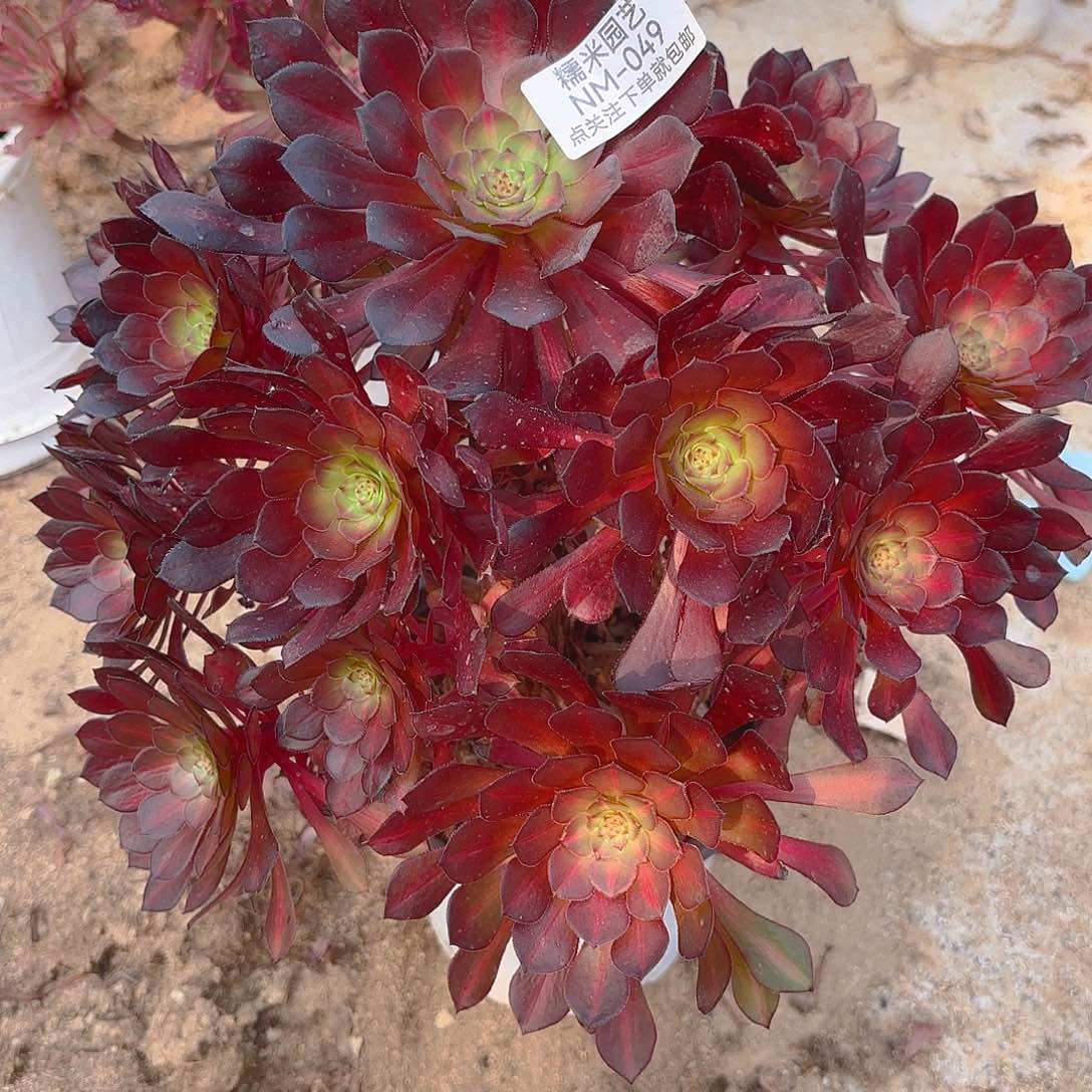 铜壶中班多肉植物49