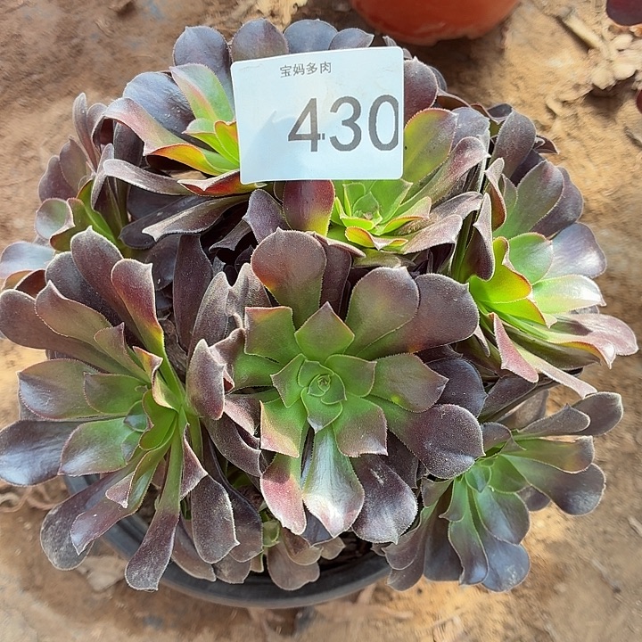 430一物一拍一棵欧紫