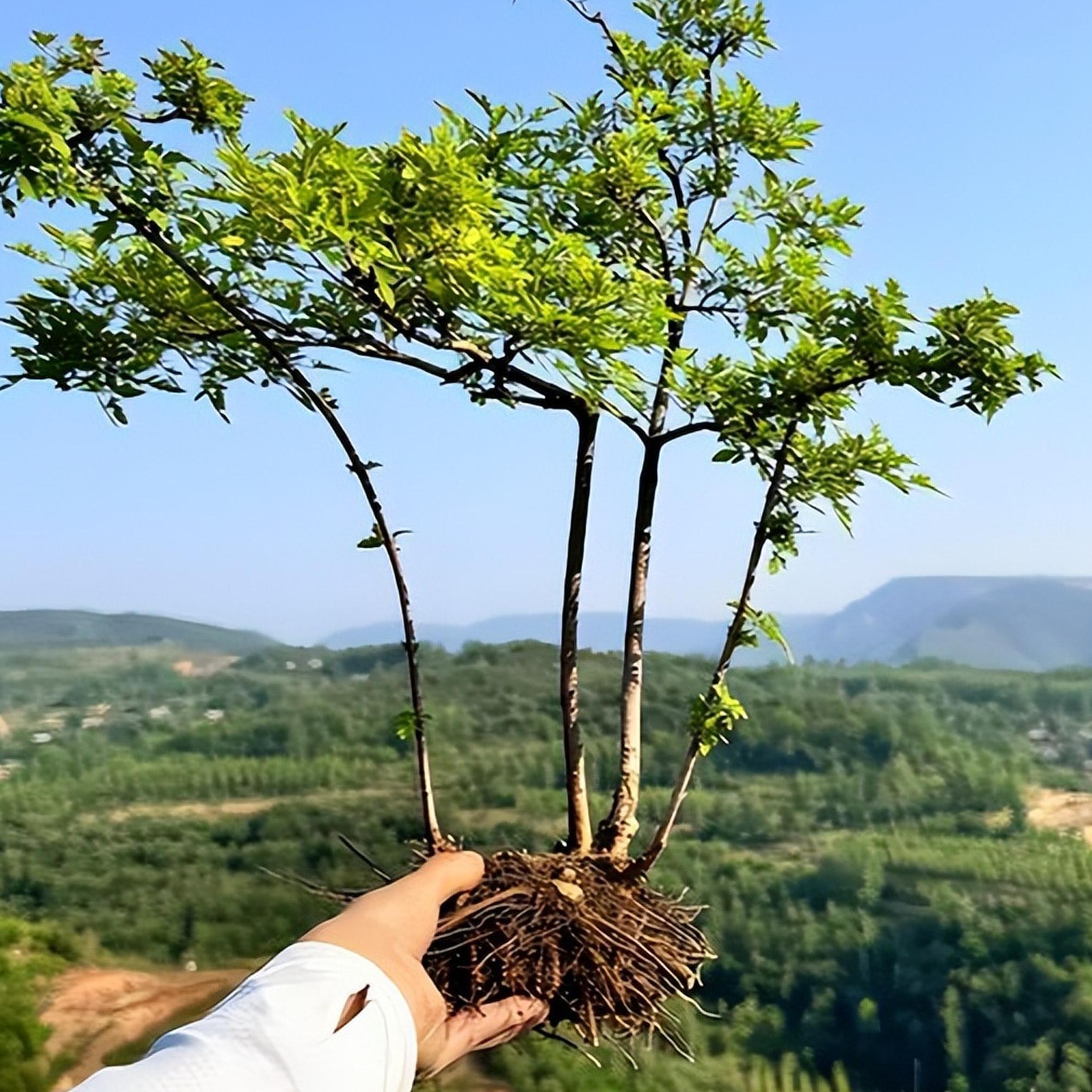 精品小叶黄荆盆景