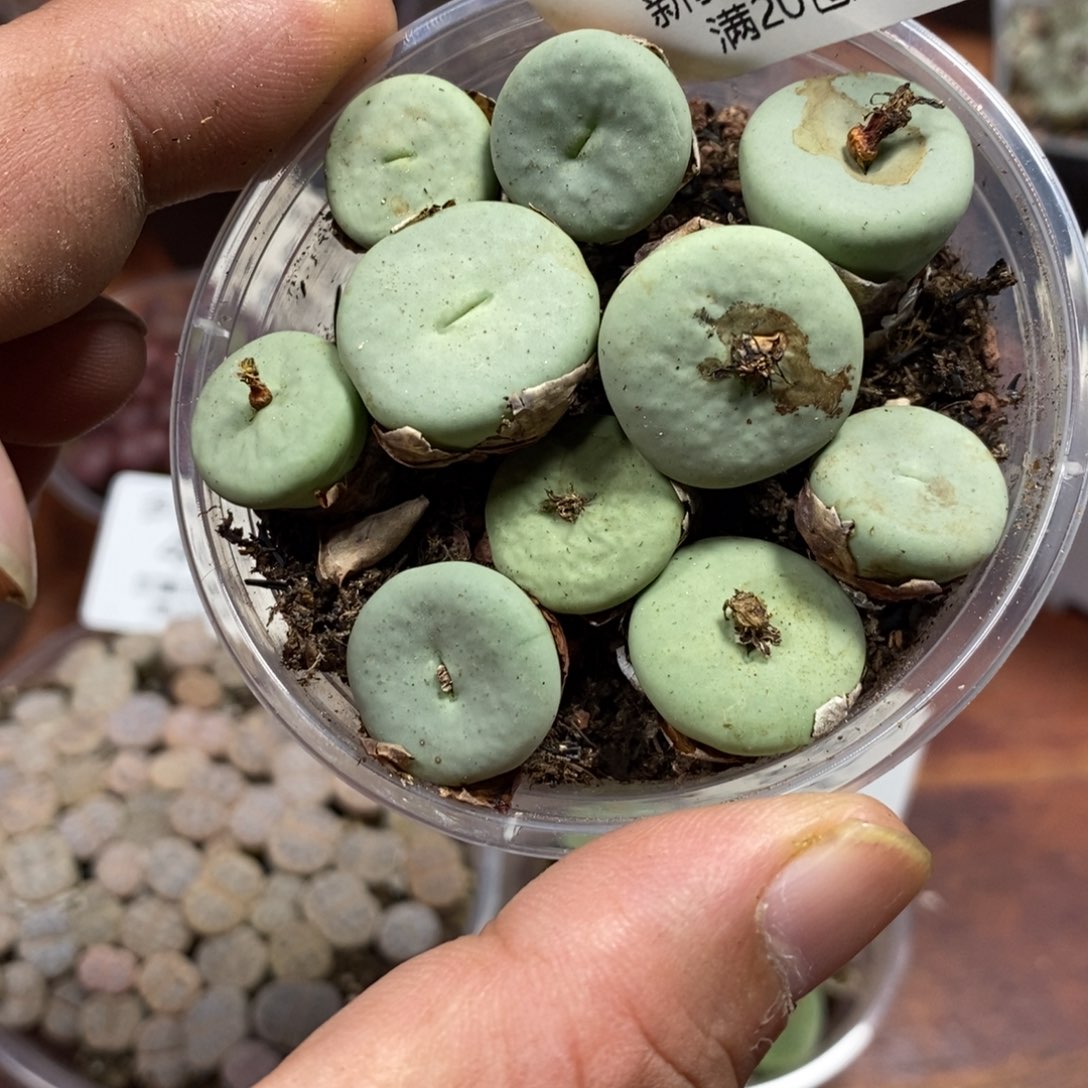 多肉蛋炒饭，感谢您相伴490