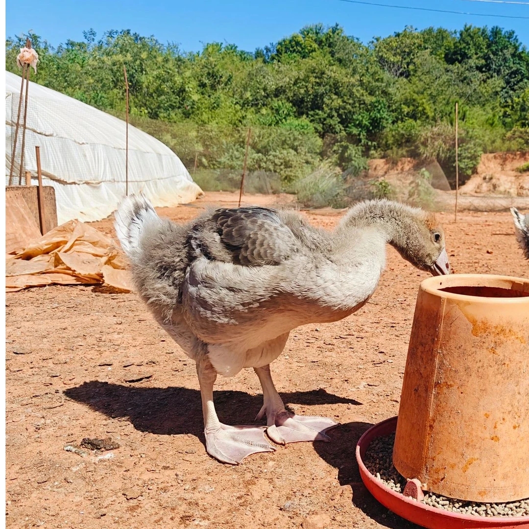 小朗德鹅 红嘴雁鹅农家散养鹅