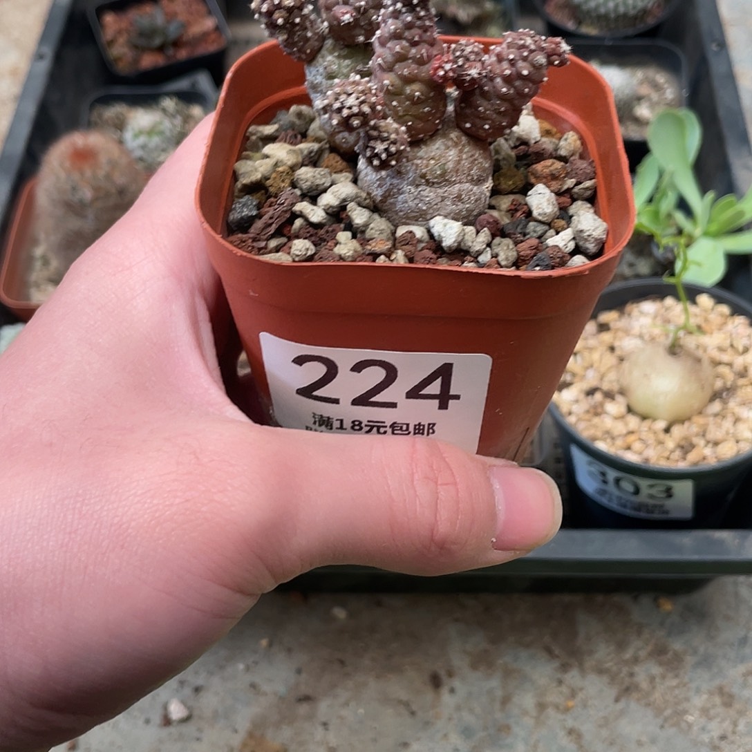 224迷你习志野（满18包邮）