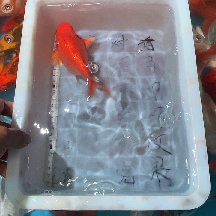 蝴蝶鲤渔场直发21