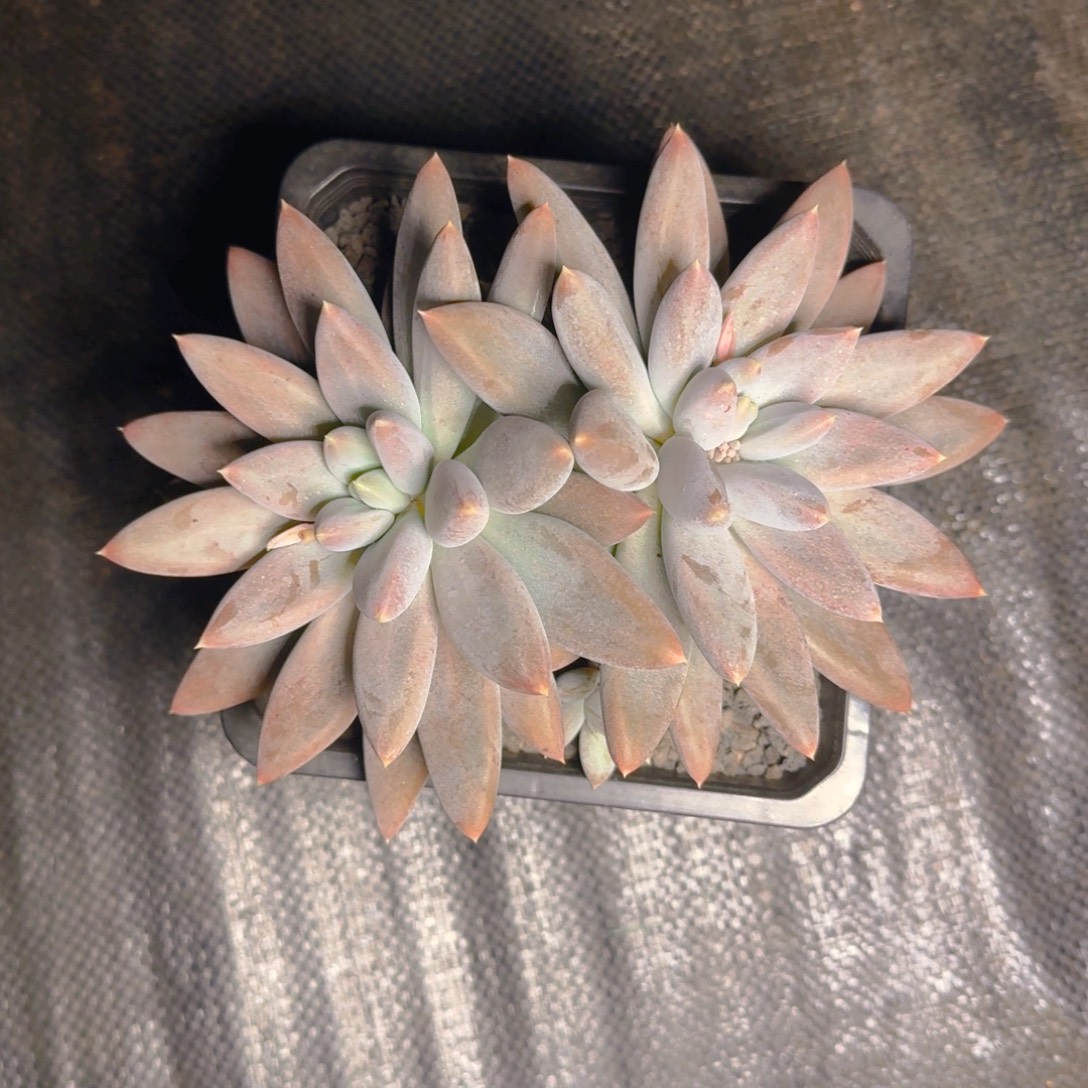 双头大彩福利11111111111111