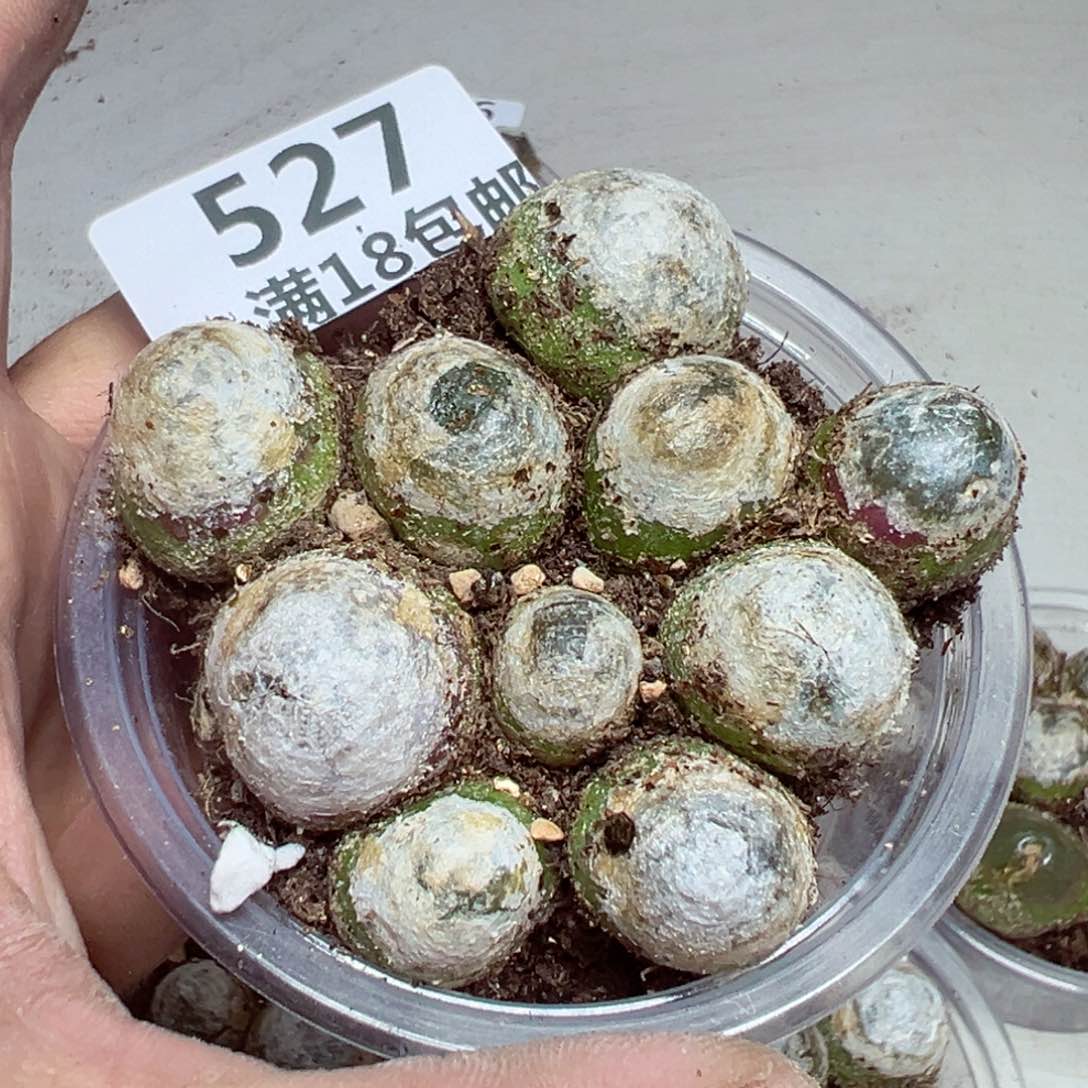 【闪购商品】 527。  