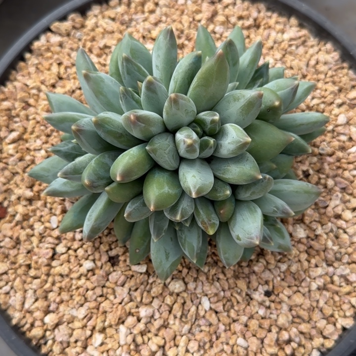 重楼群生多肉植物