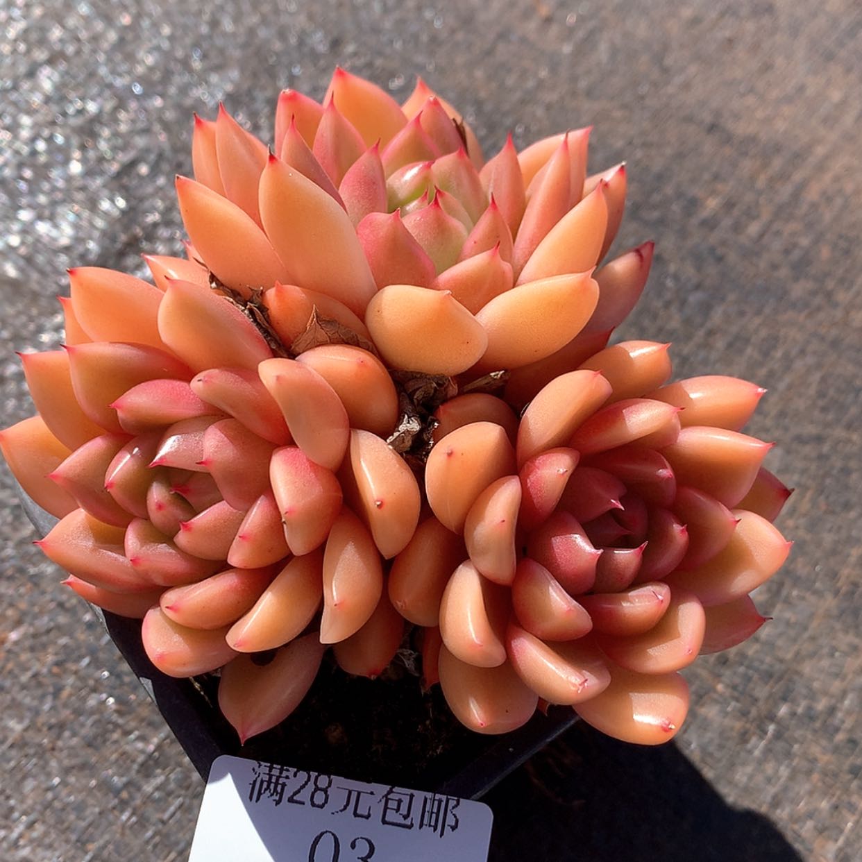 【闪购商品】云03号