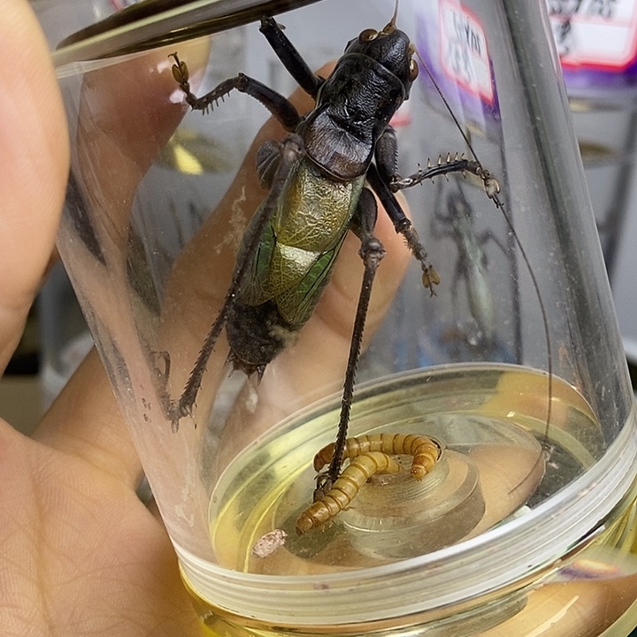 蟋蟀60-110一套用户2860