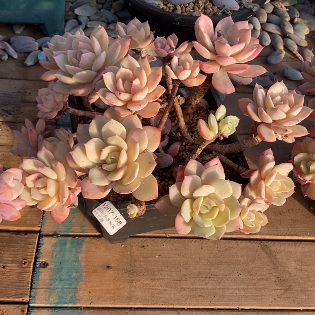 独***闲158号多肉群漂亮呀