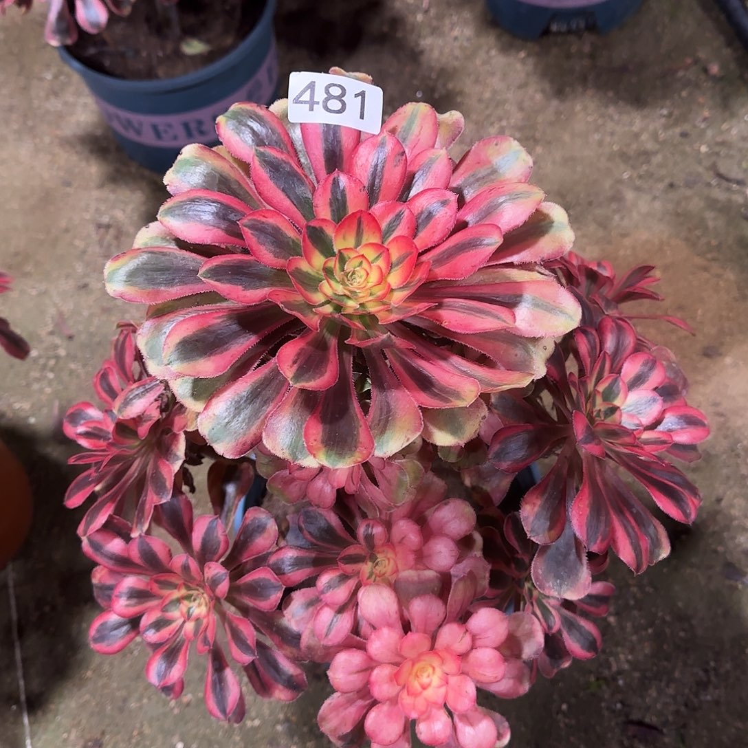 平****多肉植物法师初恋481