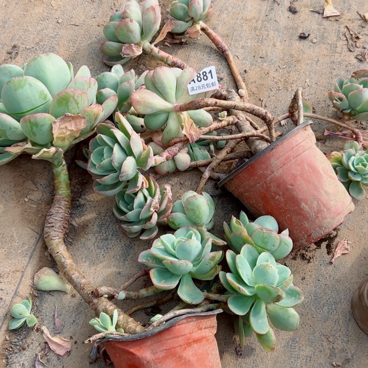 麻*881碧桃砍头多肉