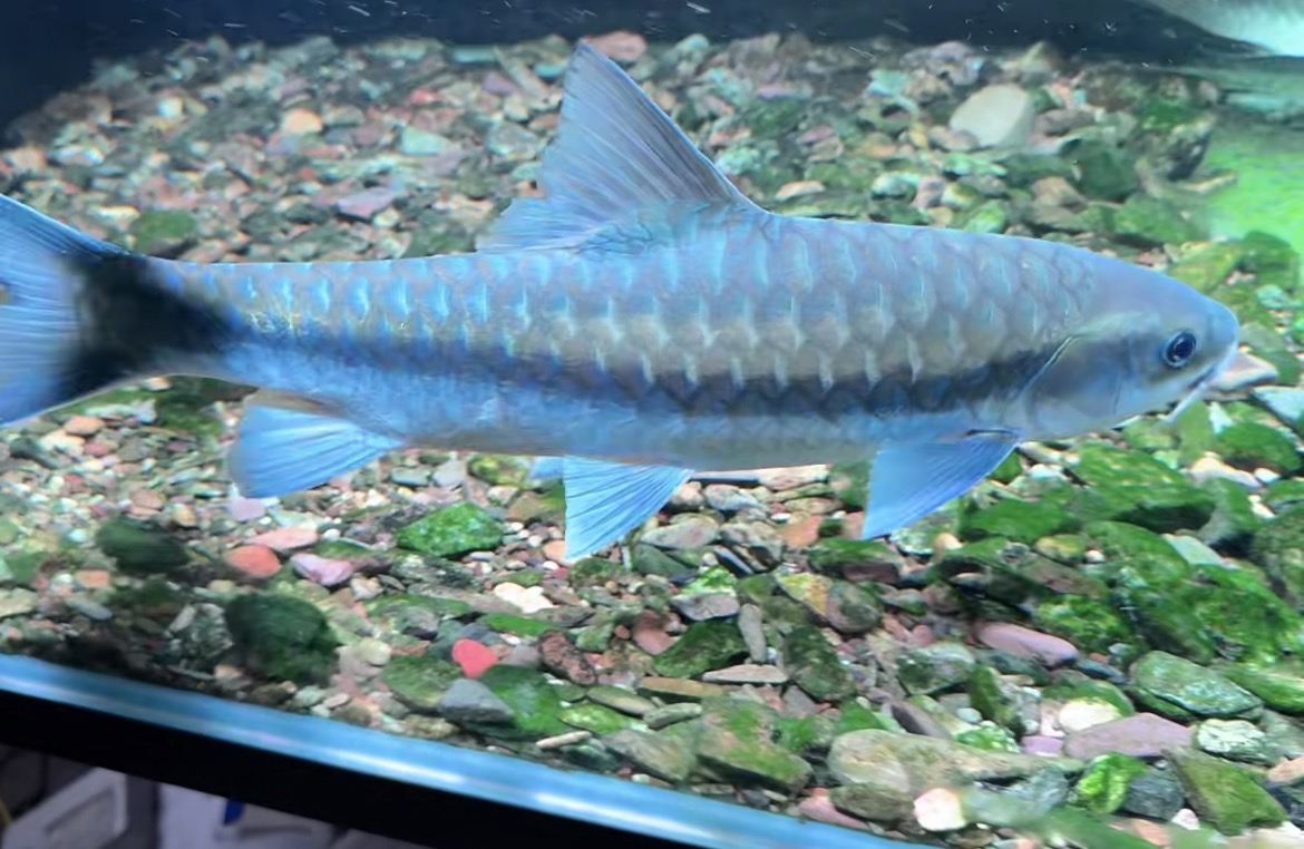 三岔河异口蓝吉罗一物一拍专用链接（无开箱视频无售后）