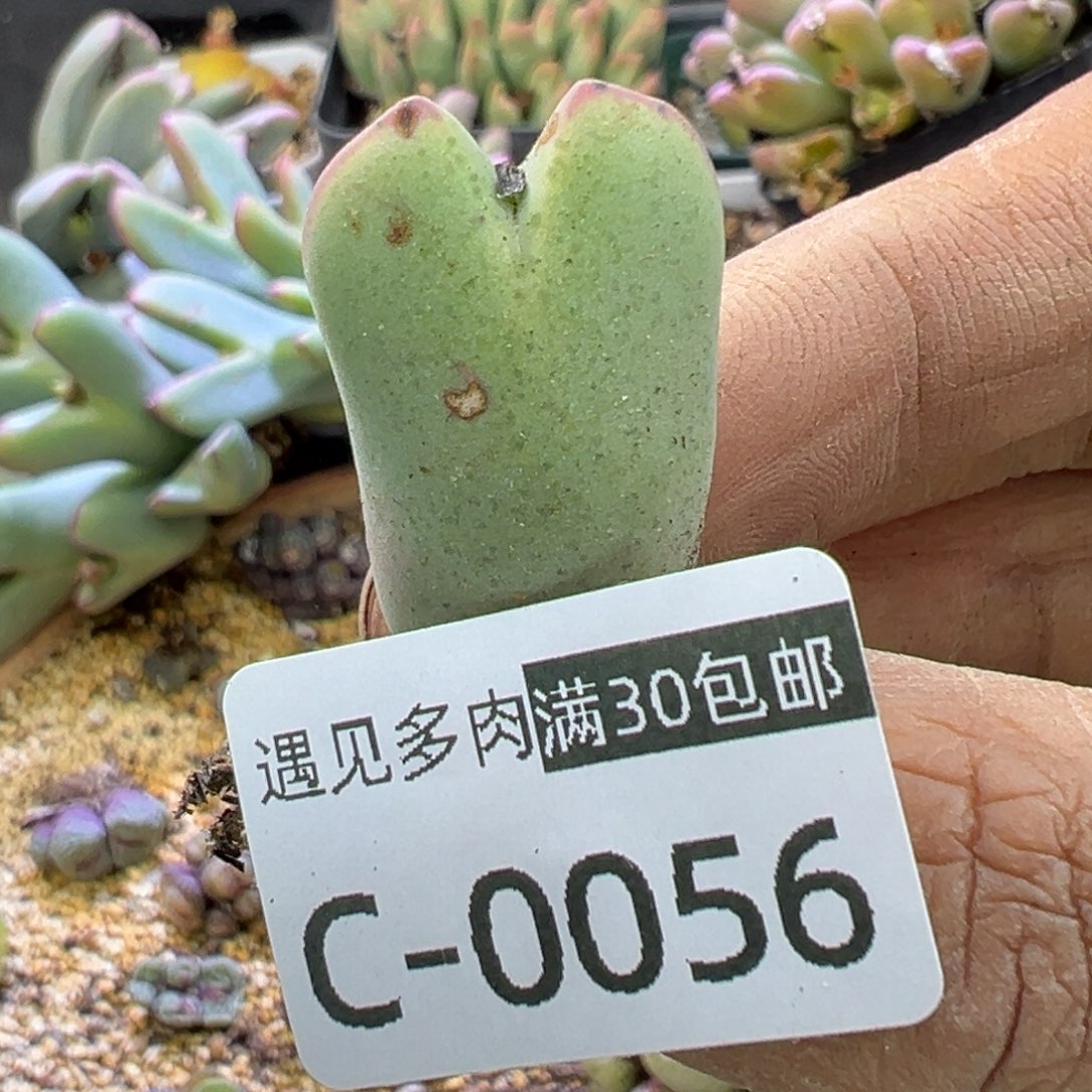 多肉植物的e 11111111111111111