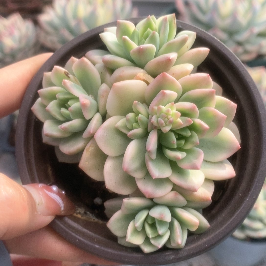 180马库斯锦锦锦锦锦锦