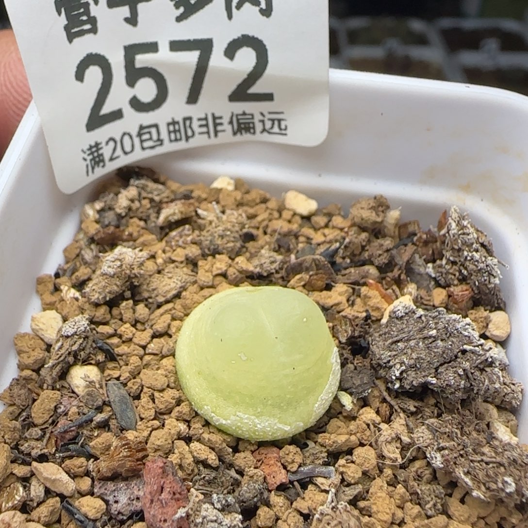 拉登1.3带盆土1200。    