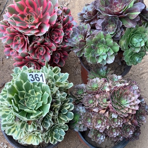 361四颗法师多肉植物